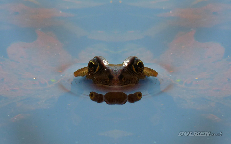 Pool Frog (Pelophylax lessonae)